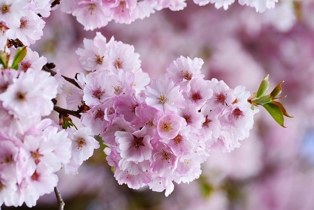 cherry blossoms, japanese cherry, tree blossoms, pink, flower, nature, plant, blossom, bloom, tree, flower wallpaper, branch, flower background, beautiful flowers, bloom, full bloom, flowering trees, spring