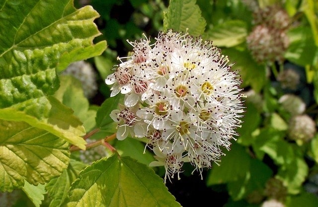 nature, plant, flower wallpaper, leaf, flower, bush, beautiful flowers, flower background, pęcherznica, summer