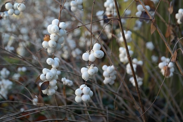 common snowberry, berry, shrub, fruit, symphoricarpos albus, ornamental wood, white, winter, crackpeas, ornamental plant, hedge, knallerbse, bang berry, snow berry, symphoricarpos, caprifoliaceae
