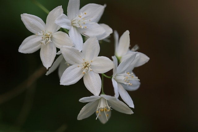 may flower bush, deutzie, flower wallpaper, flower background, rose deutzia, blossoms, white, hydrangea family, ornamental plant, flora, flower, beautiful flowers, garden, nature, botany, bloom, shrub