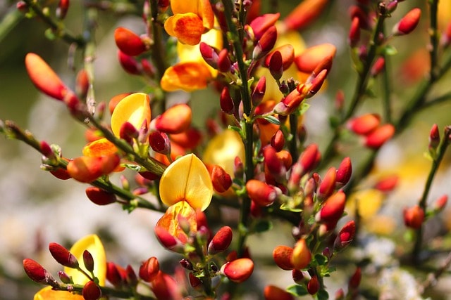 broom, noble broom, cytisus scoparius, ornamental shrub, decorative flowers, garden, spring blossoms, shrub, nature
