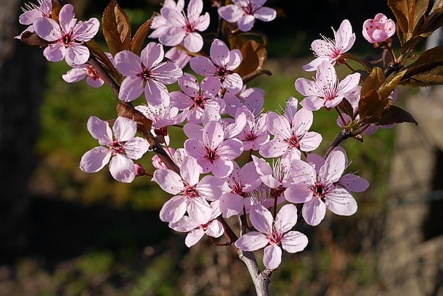 spring, blossoms, nature, tree blossoms, cherry, japanese cherry, pink, branch