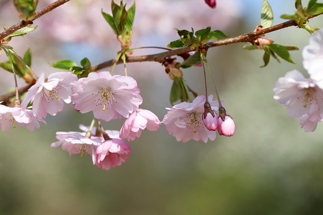cherry blossom, ornamental cherry, flowering branch, blossom, grannenkirsche, sakura, blossom, bloom, spring, branch, nature, close up, japanese cherry, cherry blossom, cherry blossom, cherry blossom, sakura, sakura, sakura, sakura, sakura