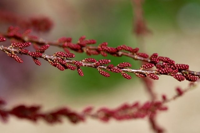 spring tamarisk, caspian tamarisk, tamarix parviflora, flowering branch, shrub, blossom, small-flowered tamarisk, bud