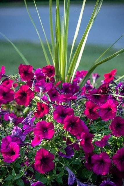 petunia, purple, purple petunia, flower wallpaper, flower background, petunia flowers, purple flowers, flowers, vertical, plant, nature, beautiful flowers, sun, saint charles, missouri, summer, lake, water