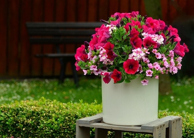 petunias, blossoms, balcony flowers, plant pot, terrace, decoration, flower decoration, petunia, garden petunia, pink, blooming, balcony plant, container plant, summer flowers, pink flower, splendid colors, petunias, petunias, petunias, plant pot, petunia, petunia, petunia, petunia, petunia