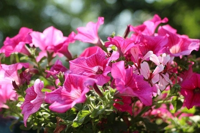 petunias, flowers, petunia flowers, petals, pink petals, pink flowers, flower background, flowering plant, petunia petals, petunia bloom, bloom, flower wallpaper, blossom, beautiful flowers, flora, nature
