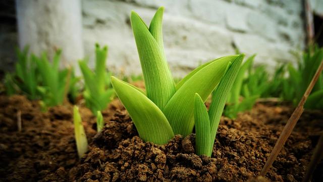 lily, plant, young plant, young shoots, nature, lily shoots, leaves, greenery, soil, garden, closeup