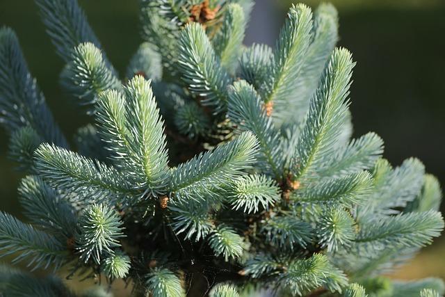 silver fir, branches, young shoots, green needles, tree, spring, blue sky, nature, outdoor, silver fir, silver fir, silver fir, silver fir, silver fir