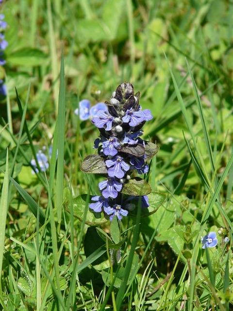 creeping günsel, pointed flower, ajuga reptans l, lip petals, lamiaceae, blue, günsel, ajuga