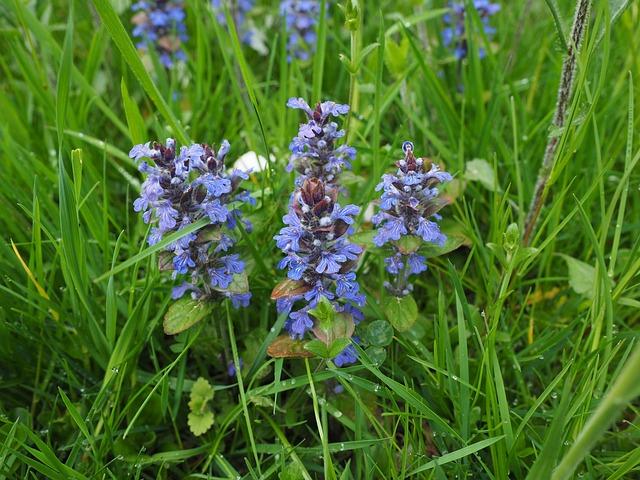 pointed flower, creeping günsel, ajuga reptans, günsel, ajuga, lip petals, lamiaceae, blossoms, inflorescence, blue, meadow, nature, wild plant, wildblue, medicinal plant, ajuga reptans, ajuga reptans, ajuga reptans, ajuga, ajuga, ajuga, ajuga, ajuga