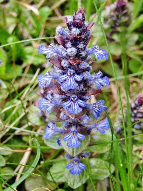 creeping günsel, ajuga reptans, medicinal plant, blossoms, blue, purple, meadow, weed, gülden blue bugle or, guglkraut, günse, guensel, ground vine