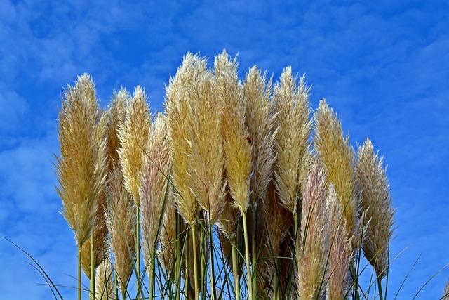 pampas grass, heaven, grasses, plant, nature, blue sky