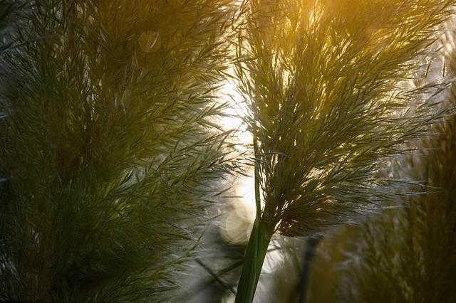 grass, pampas grass, plant, nature, ornamental plant, silver pen, silvery, shimmering, mood, shining, backlighting