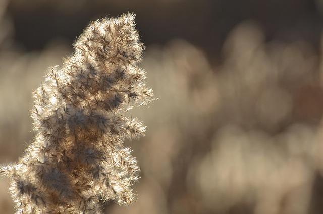 pampas grass, plant, dried, dry, grass, flora, nature, bokeh, closeup