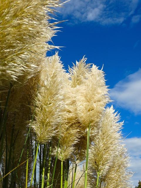 pampas grass, grass, fluffy, airy, nature, plant