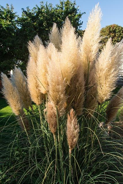 pampas grass, nature, grass, blossoms, plant, green plant