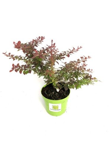 Berberys Thunberga Coral Maja - czerwona kulka