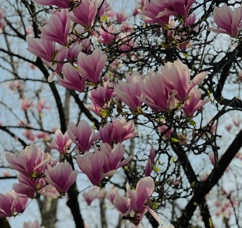 Magnolie