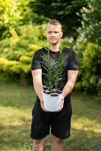 Laurowiśnia wschodnia Caucasica