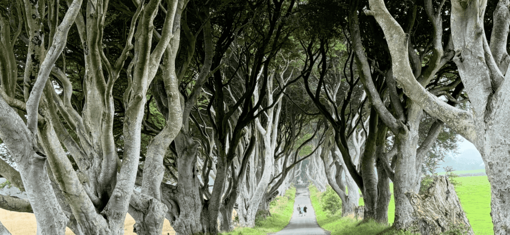 Dark Hedges, Northern Ireland day tour