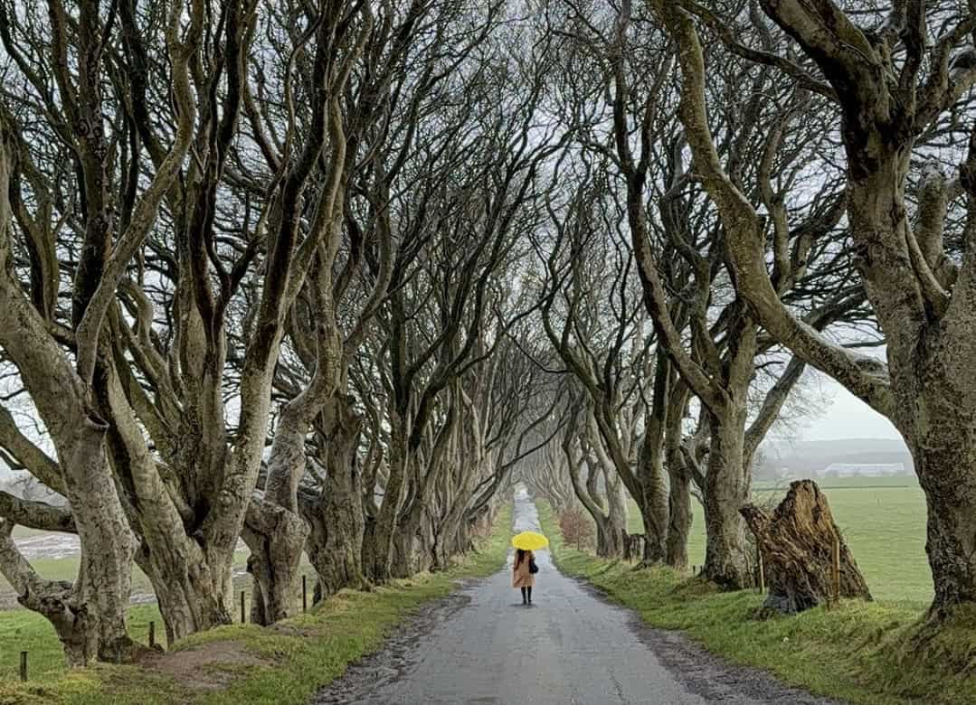 Dark Hedges, Northern Ireland in the winter
