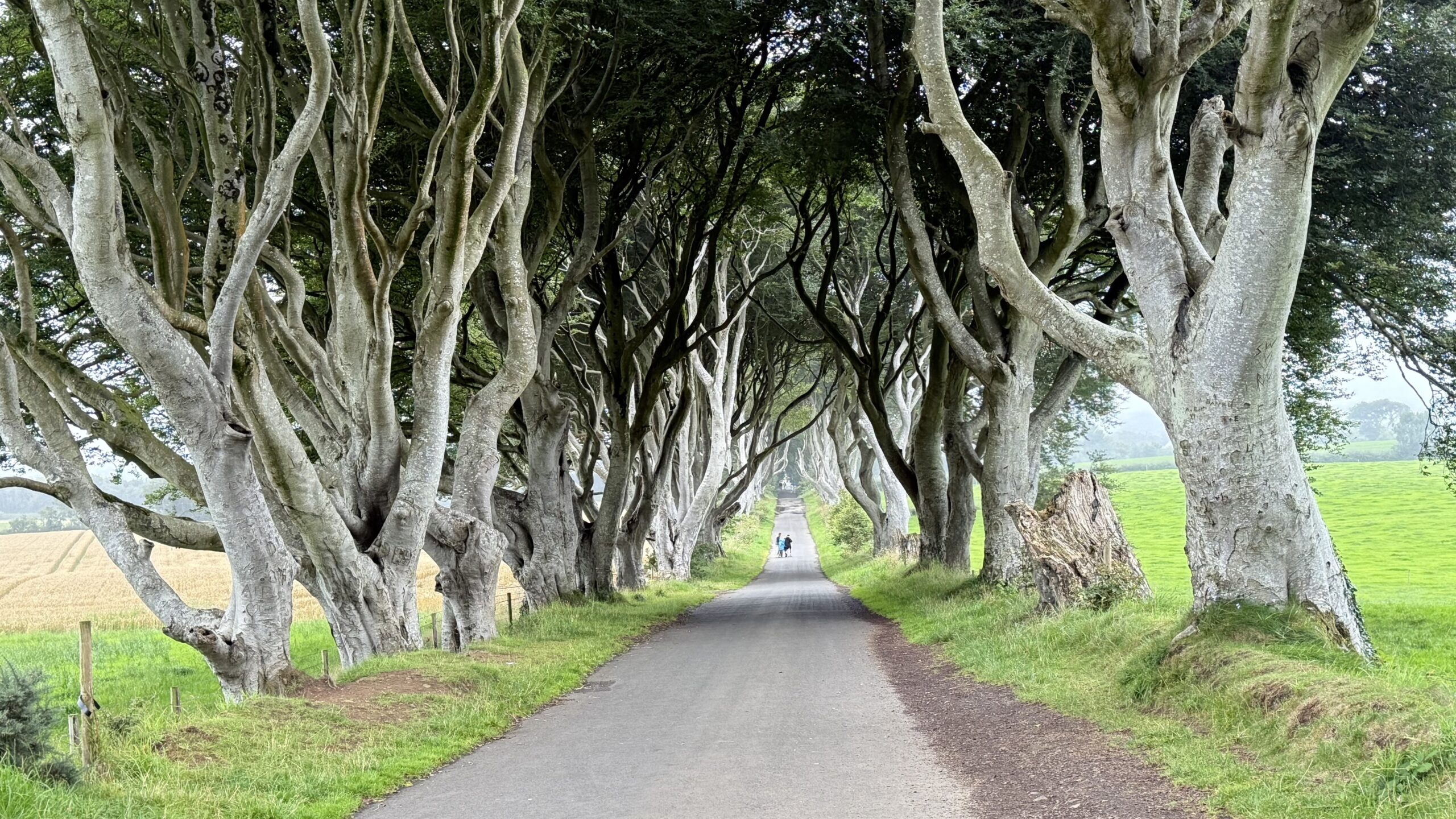 dark hedges iconic site from Games of Thrones Nothern Ireland