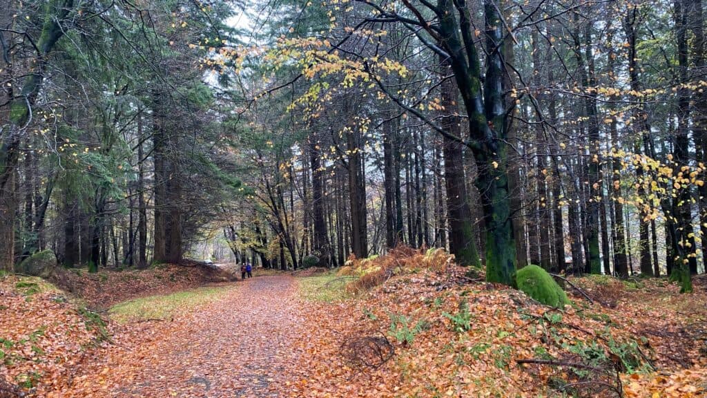 Avondale Forest Beyond the tree walk
