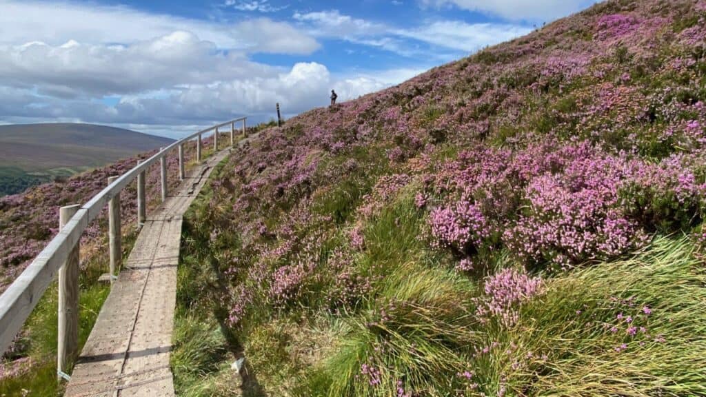 Wicklow Mountains hiking tour, Lough Tay guided hike, Guinness Lake Guided Hike, heather in bloom guided hike