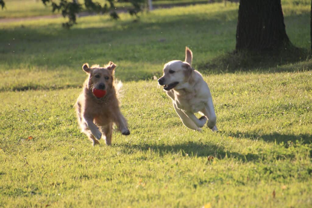 Dog Friendly Ireland: Two dogs playing in the grass
