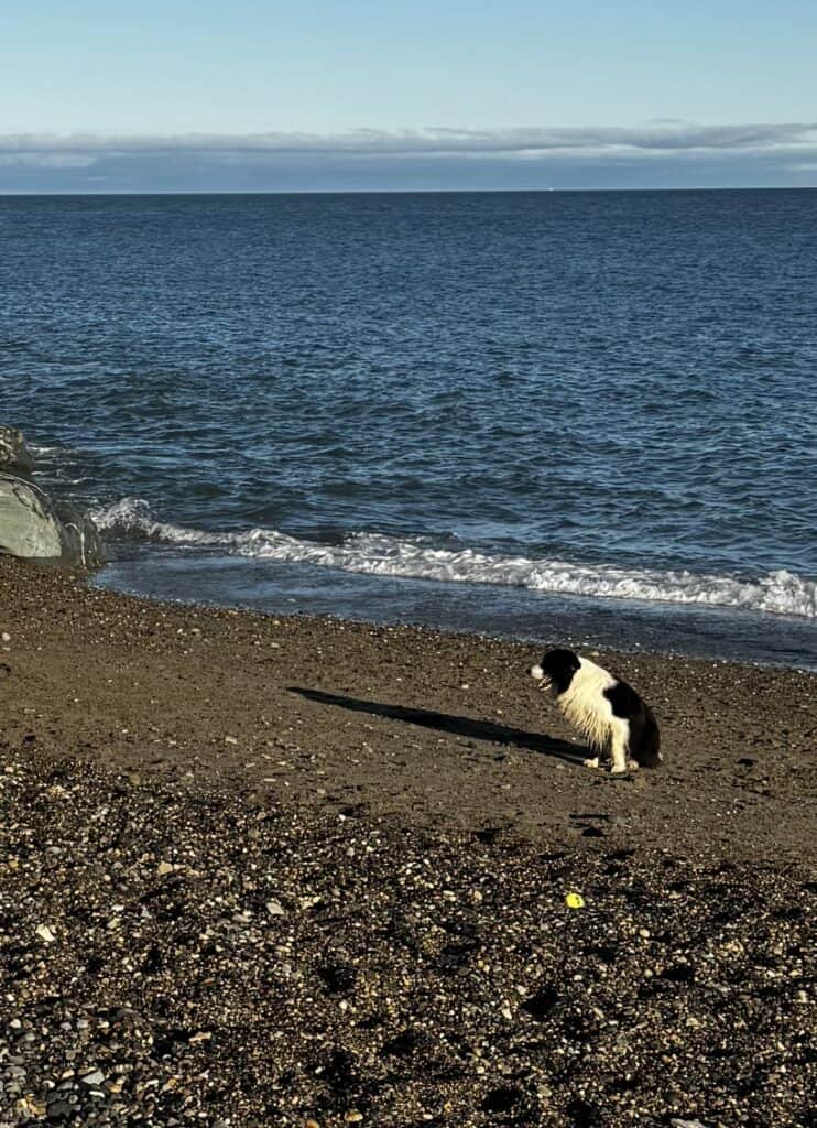 Dog sitting on sandy beach