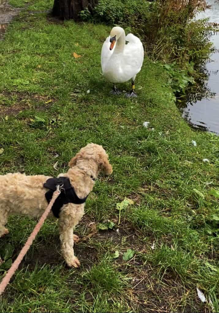 Dog observing a swan by water.