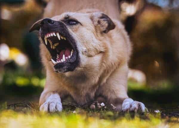 Aggressive dog growling before a bite – Boston dog attack lawyer