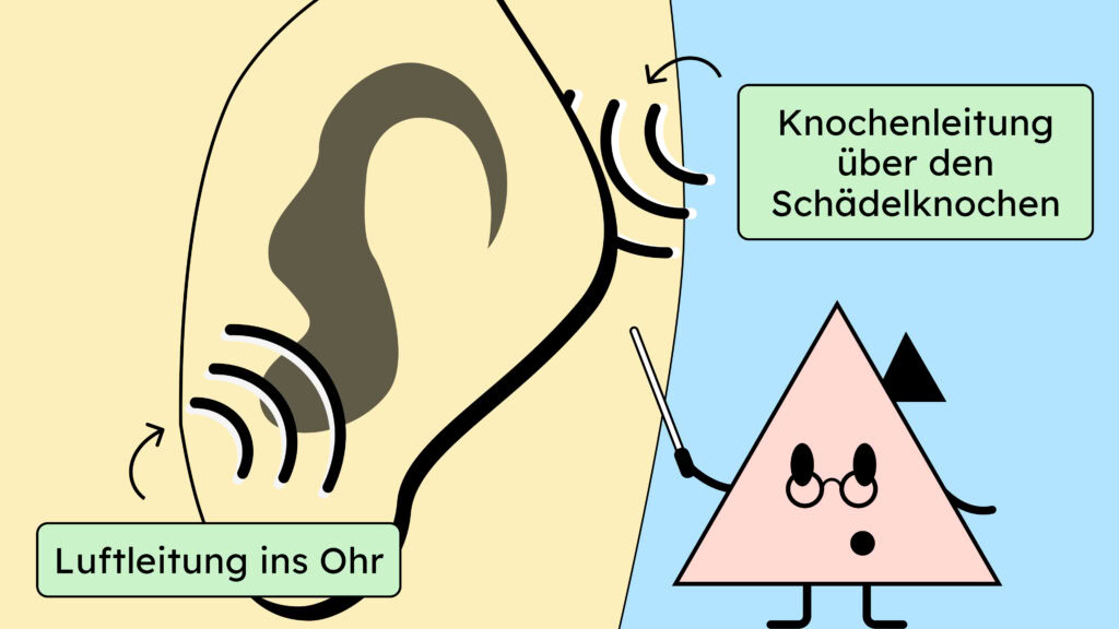 Ein Ohr das Schallwellen erreichen. Einmal über die Luftleitung über das Mittelohr, einmal über die Knochenleitung über den Schädelknochen.
