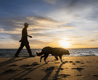 Man walking dog along beach at sunset in Australia.