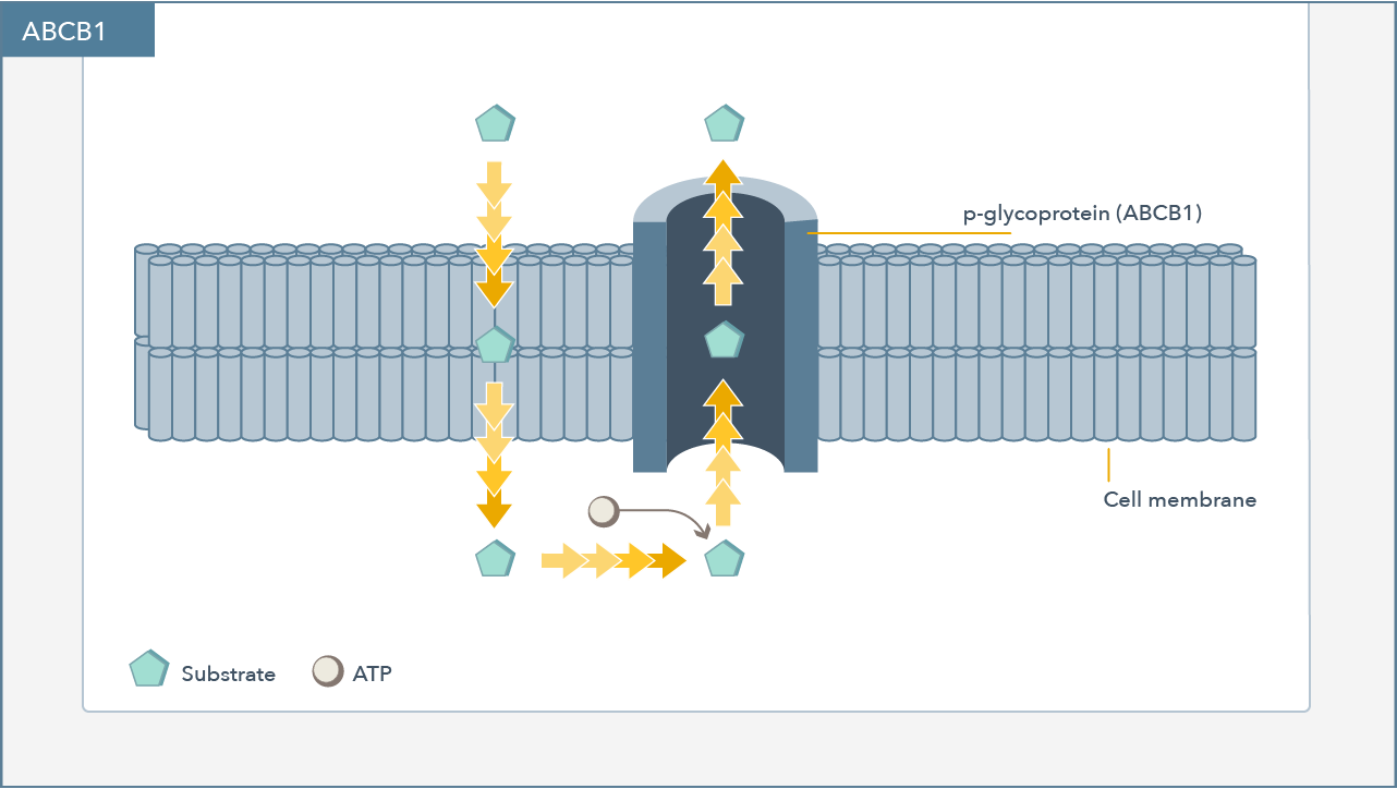 ABCB1 gene image
