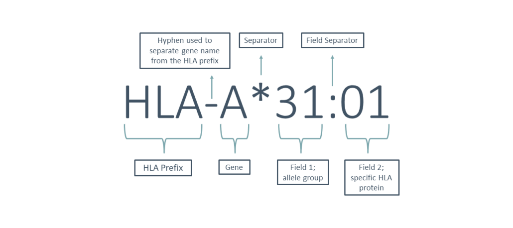 HLA-A*31:01 naming structure explanation diagram
