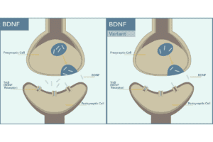 BDNF and BDNF Variant