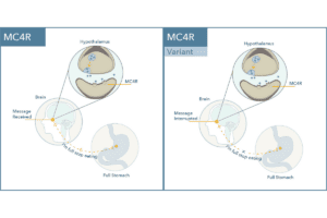 MC4R and MC4R Variant