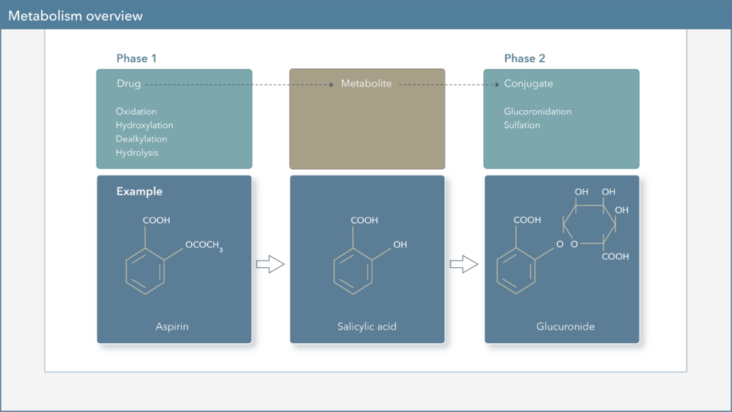 metabolism overview