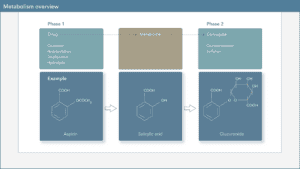 metabolism overview
