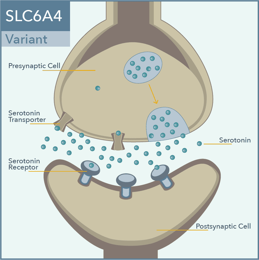 SLC6A4 variant