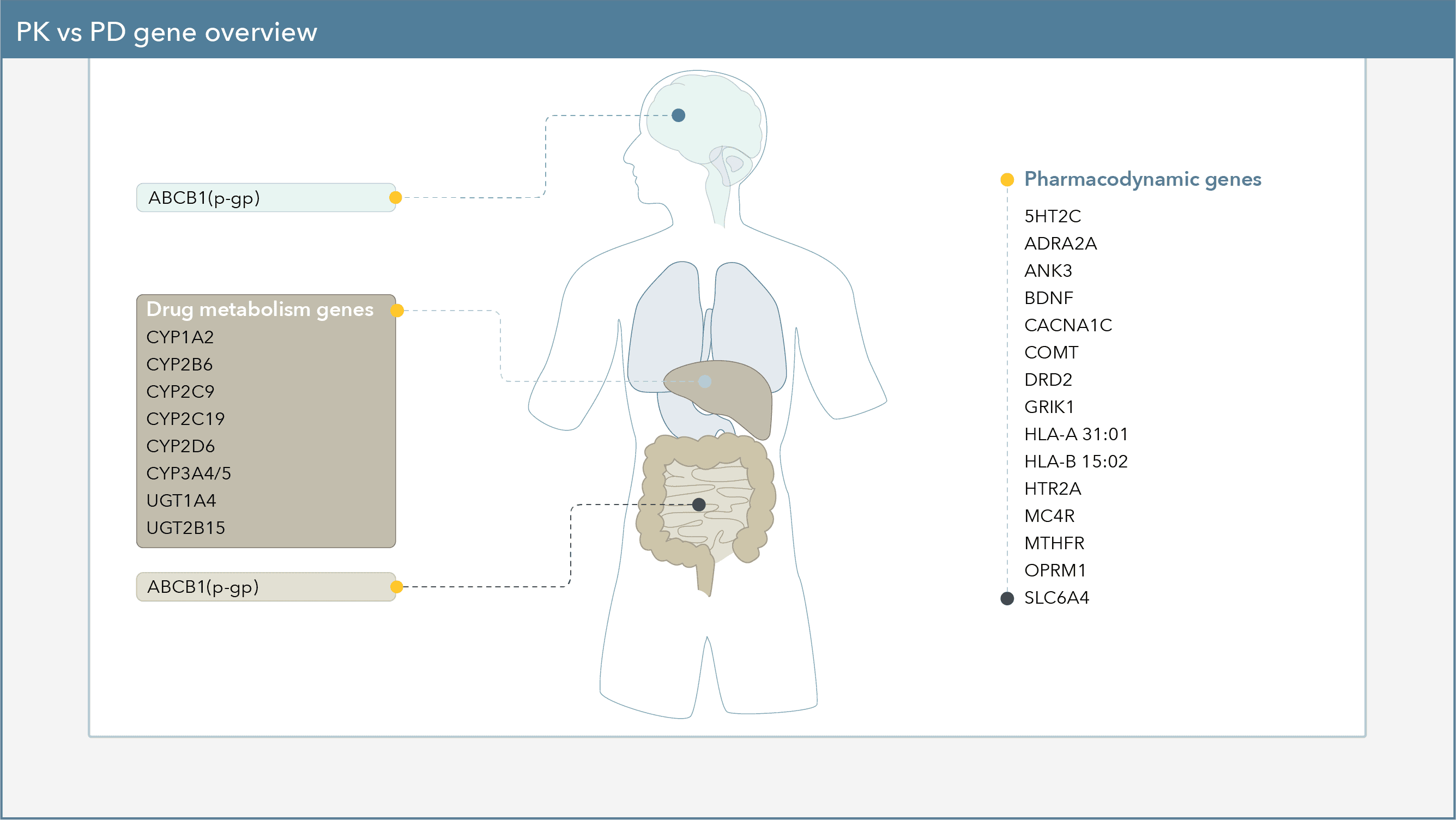 pharmacokinetic and pharmacodynamic genes