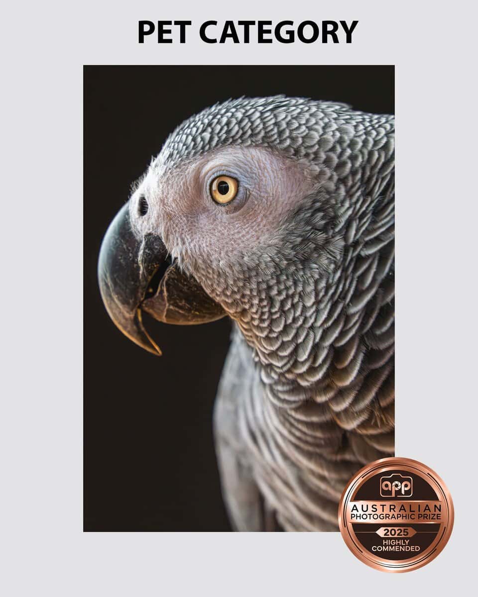 Portrait of a grey African parrot taken by Sydney professional photographer Georgie Greene
