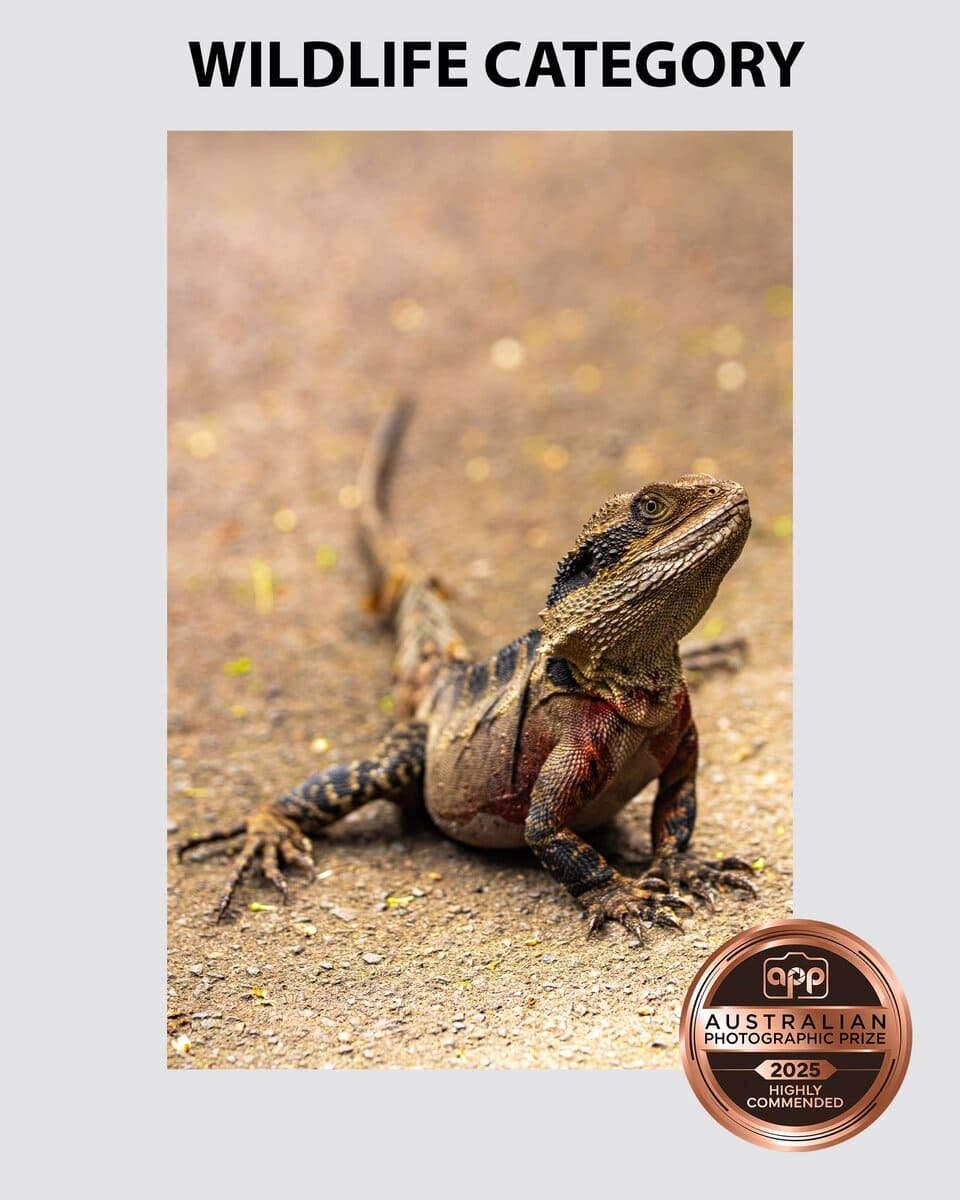 Portrait of a Water Dragon taken by Sydney professional photographer Georgie Greene