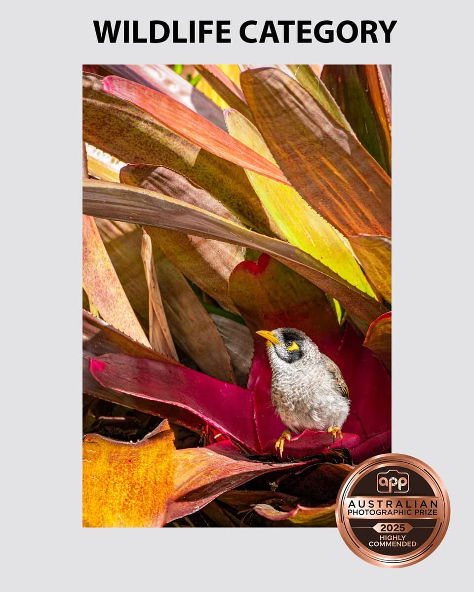 Portrait of a minor bird hiding from the rain taken by Sydney professional photographer Georgie Greene