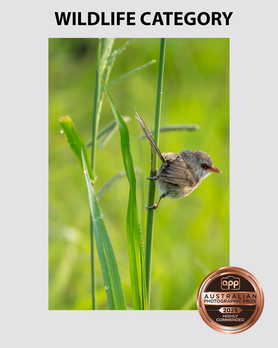 Portrait of a female fairy wren holding onto a grass stalk taken by Sydney professional photographer Georgie Greene