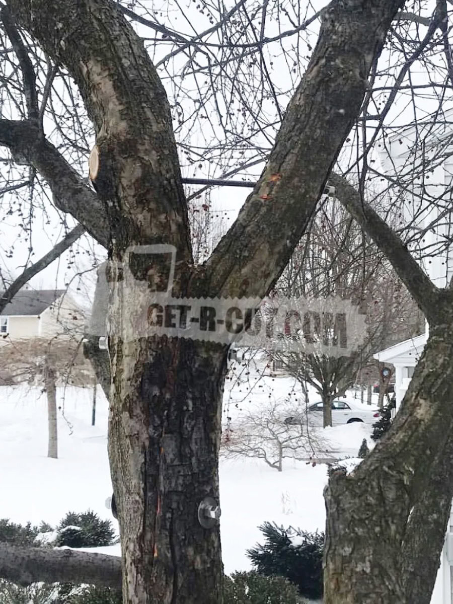 tree cable and bracing img 4