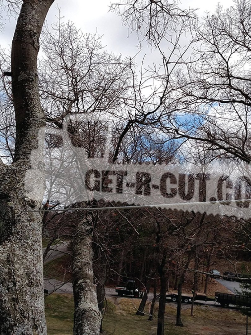 tree cable and bracing img 7