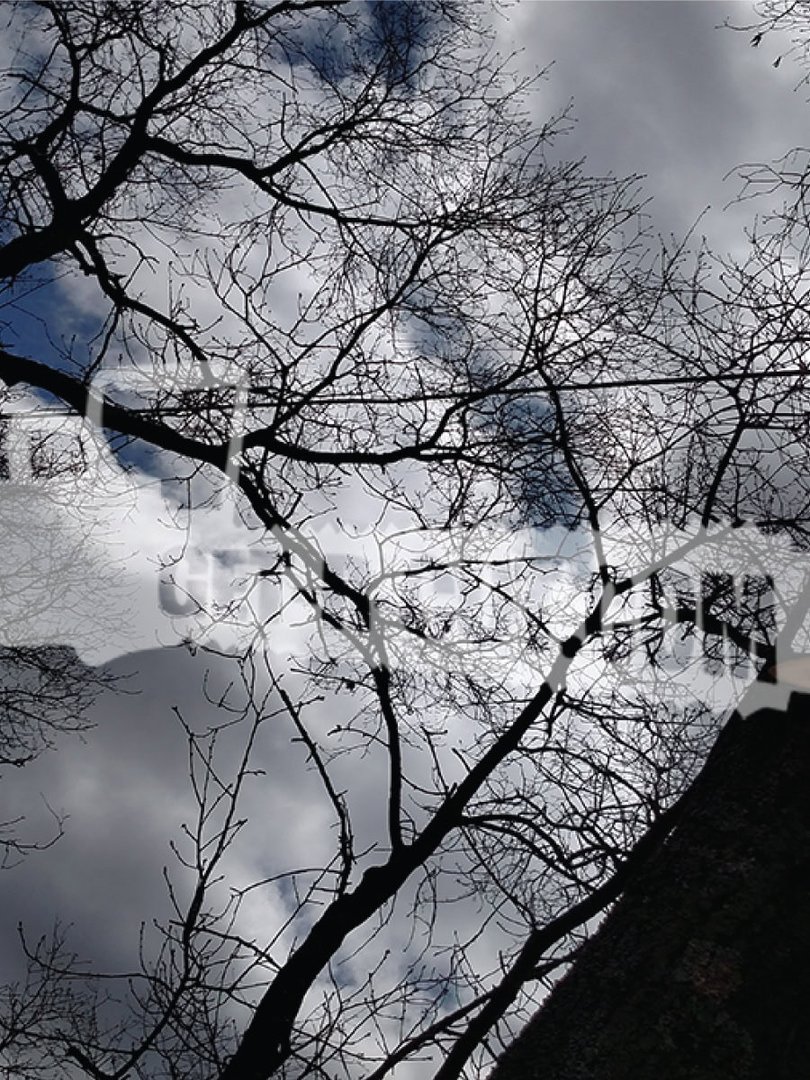 tree cable and bracing img 8